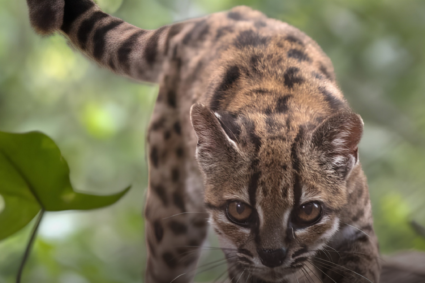 Científicos identifican nueva especie de felino en Bolivia tras análisis de ADN
