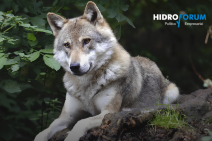 Trump pone en riesgo la protección del lobo mexicano; Sheinbaum pide coordinación con EU