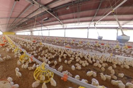 AGUASCALIENTES, SEGUNDO LUGAR NACIONAL EN PRODUCCIÓN DE CARNE DE POLLO