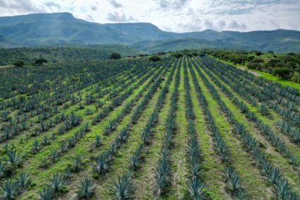 CALVILLO LE PONE SU PROPIO SABOR AL MEZCAL DE AGUASCALIENTES