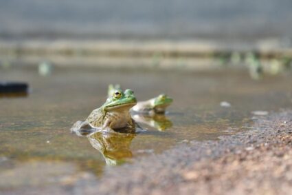 AGUASCALIENTES IMPULSA UN CAMPO INNOVADOR; LA CRIANZA DE RANAS TORO ABRE NUEVAS OPORTUNIDADES