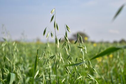 ABRE GOBIERNO DEL ESTADO CONVOCATORIA PARA ADQUIRIR SEMILLA DE AVENA