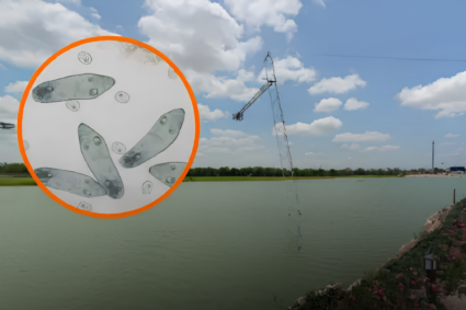 Detectan ameba potencialmente mortal en seis lagos artificiales de Mérida