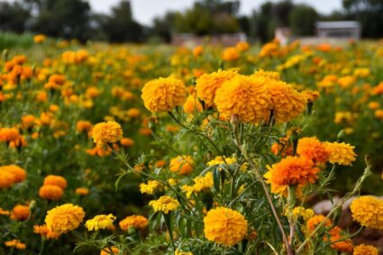LAS FLORES DE CEMPASÚCHIL LLENAN DE VIDA EL CAMPO DE AGUASCALIENTES